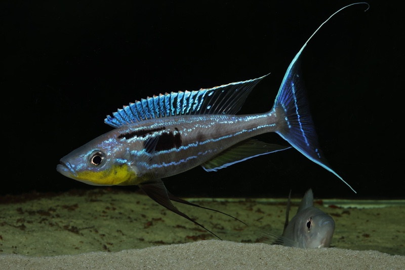 Benthochromis horii 'Cape Kabogo'